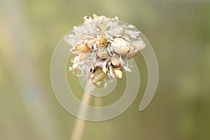 Garlic seeds background