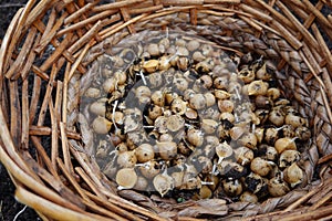 garlic seeds for planting. shallot garlic cultivation. garlic bulb harvesting for growing. basket with garlic