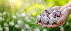 Garlic selection hand holding garlic bulb on blurred background with copy space