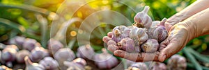 Garlic selection hand holding garlic bulb with blurred background, copy space for text