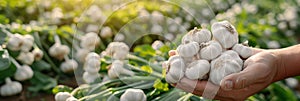 Garlic selection hand holding garlic bulb with copy space on blurred background