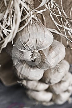 Garlic in sepia photo