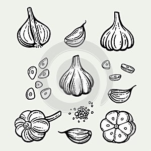 Garlic set. Hand drawn illustration of chopped garlic. Isolated background