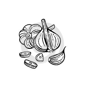 Garlic set. Hand drawn illustration of chopped garlic. Isolated background. With layers.