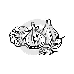 Garlic set. Hand drawn illustration of chopped garlic. Isolated background. With layers.