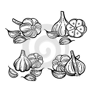 Garlic set. Hand drawn illustrations. Sliced Garlic Isolated Background.