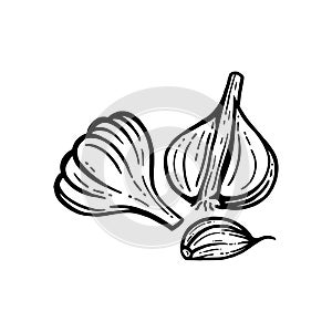 Garlic set. Hand drawn illustrations. Sliced Garlic Isolated Background.