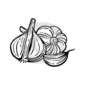 Garlic set. Hand drawn illustrations. Sliced Garlic Isolated Background. With layers.