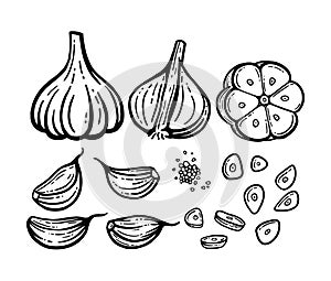 Garlic set. Hand drawn illustrations. Vector chopped garlic, seeds.