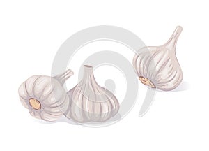 Garlic set, vegetable vector illustration. Whole heads of garlic.