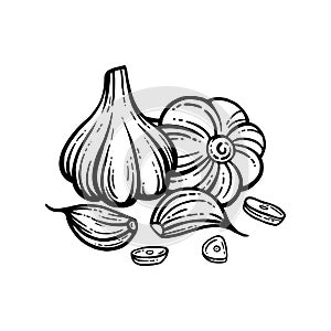 Garlic sketch. chopped garlic. Vector sketch isolated background. With layers.