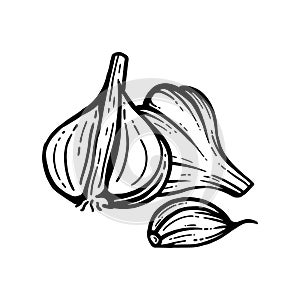 Garlic sketch. chopped garlic. Vector sketch isolated background. With layers.