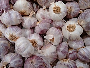 Garlic, softneck garlic, hardneck garlic, softneck garlic, rocambole, top-setting garlic or serpent garlic