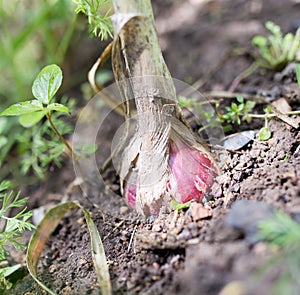 Garlic in the soil in the garden