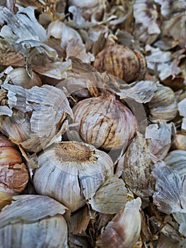 Garlic sold in supermarkets