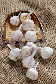 Garlic is spices for ingrediant food