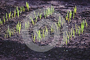 Garlic sprouts growing in rows on mounded ground garden bed photo