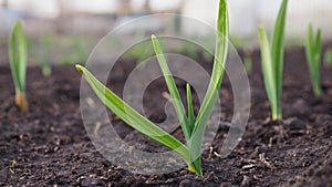 Garlic sprouts sprouting from the ground. Illustration about spring and the new agricultural season. Garden and yard. Green plant