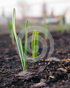 Garlic sprouts sprouting from the soil. Vertical stories illustration. Spring and the new agricultural season. Garden and yard.