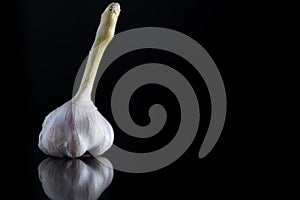 Garlic with a stem on a black isolated background with copy space