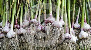 Garlic stem root