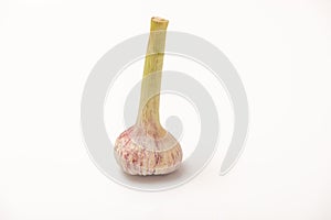 garlic with a stem on a white isolated background with copy space