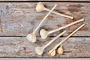 Garlic with stem on wood.