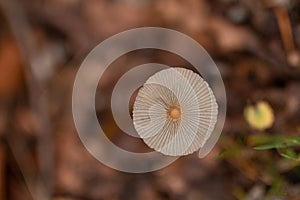 Garlic swindler close up in the autumnal forest photo