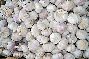 Garlic Texture