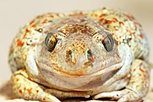 Garlic toad beautiful portrait photo