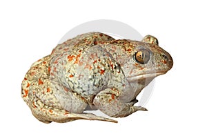 Garlic toad on white background photo