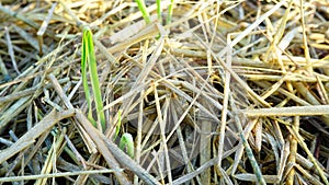 Garlic tries to germinate and grow from straw.