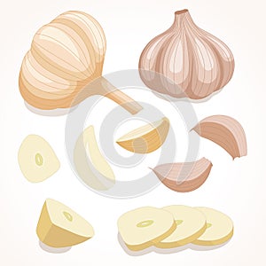 Garlic in various forms. Vector illustration.