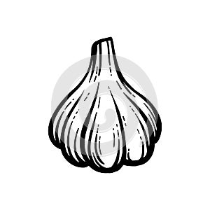 Garlic vector. Hand-drawn. Head of garlic isolated background.