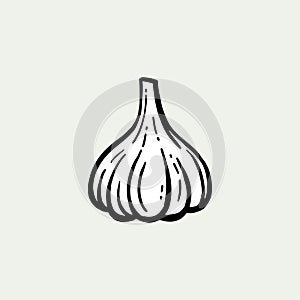 Garlic vector. Hand-drawn. Head of garlic isolated background.