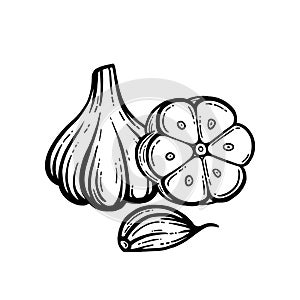 Garlic vector. Hand-drawn. Head of garlic isolated background.