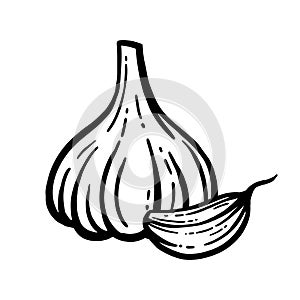 Garlic vector. Hand-drawn. Head of garlic isolated background.