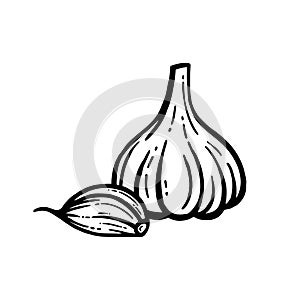 Garlic vector. Hand-drawn. Head of garlic isolated background.