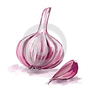 Garlic vector illustration hand drawn painted