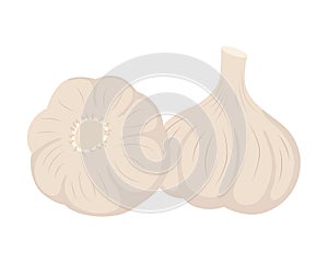 Garlic vector illustration isolated on white. Spices