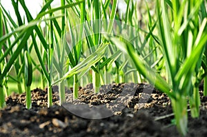 Garlic vegetable growing