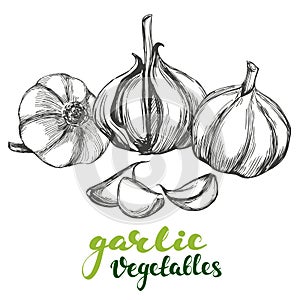 Garlic vegetable set hand drawn vector illustration realistic sketch