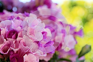 Garlic vine blooming(Mansoa alliacea), Sweet flower soft focus.