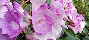 Garlic vine blooming, Trumpet Flower, Mansoa alliacea is a creeping trumpet flower plant native to northern South America.