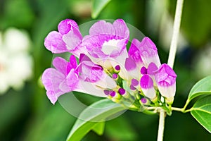 Garlic vine flower