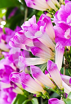 Garlic vine flower