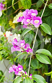 Garlic vine flower