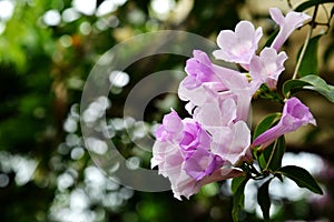 Garlic Vine Flower