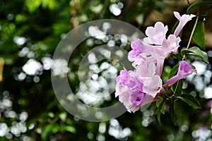 Garlic Vine Flower