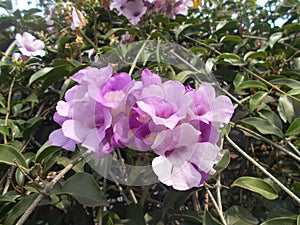 Garlic vine flower or Mansoa alliacea. close ups 